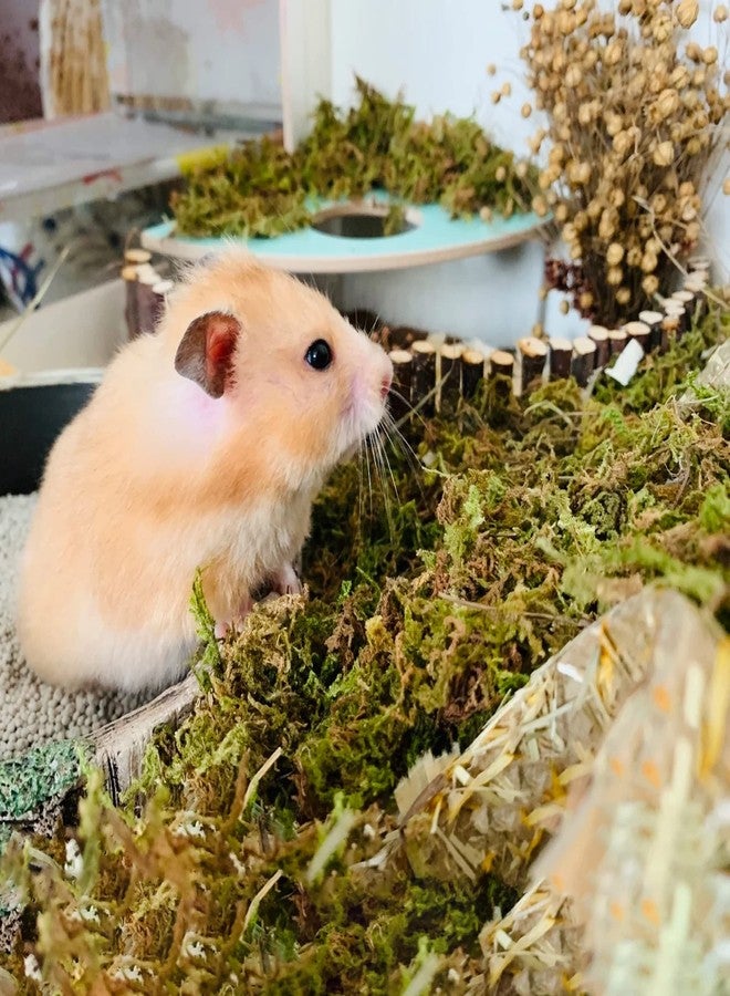 دكتور دودو طحالب الغابات من دكتور دودو، سعة 15 لترًا، مثالية لفرش الهامستر، وتجهيز أقفاص الهامستر والجرذان السورية، ومستلزمات مثالية للحيوانات الصغيرة، وطحالب مناسبة لأحواض التيراريوم. - Image 3